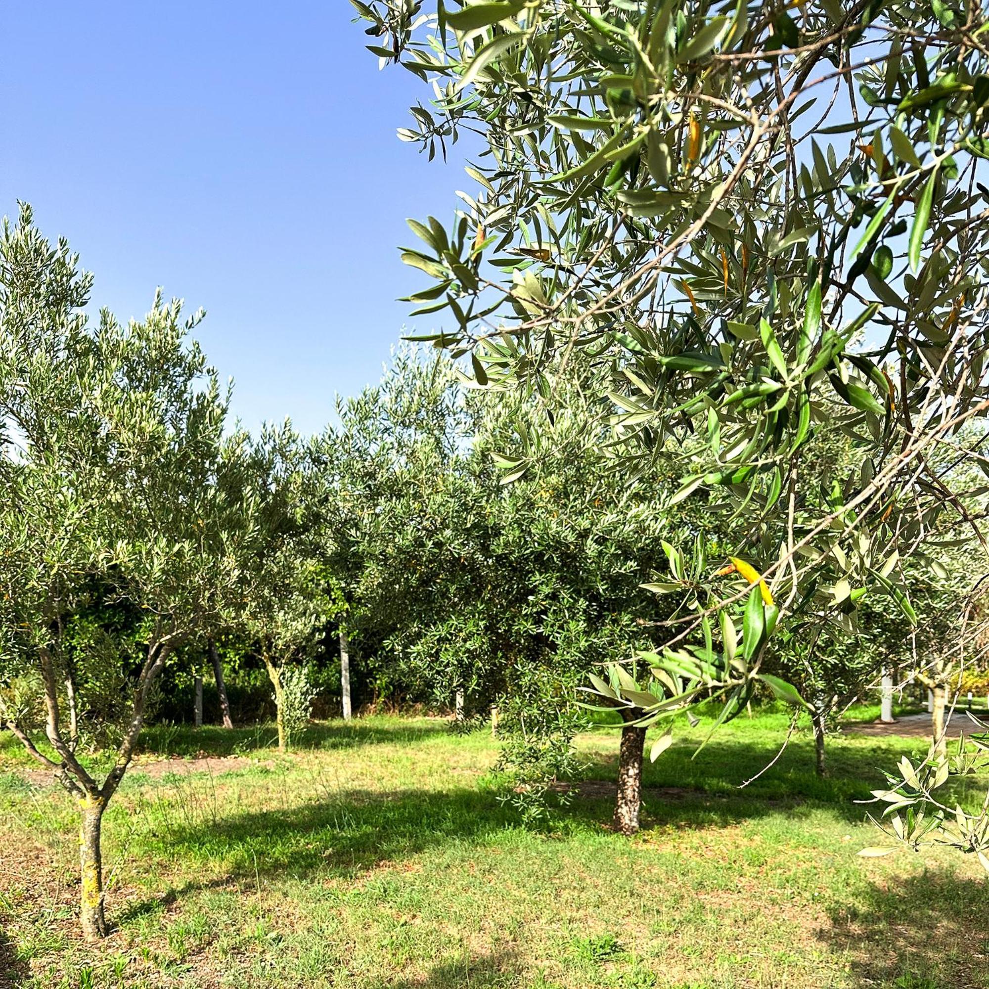 Tenuta Nunziata - Food, Event, Biofarm Торе Анунциата Екстериор снимка